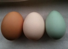Araucana egg colour.jpg