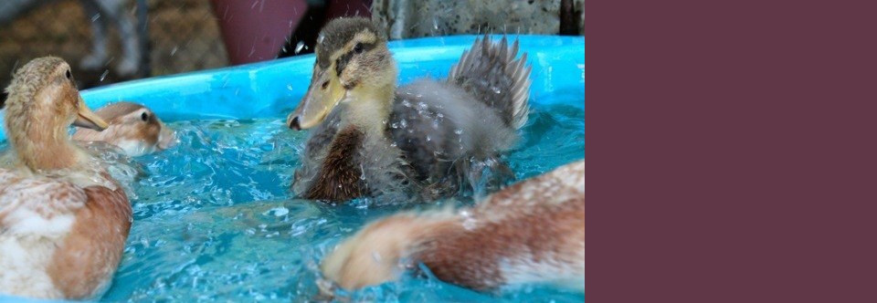 ‘Ducklings enjoying a hot day splash!’
