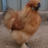 Buff Silkie rooster