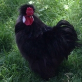 Rooster needs a new home