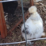 2 chicks by rooster