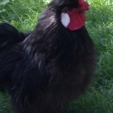 Rooster