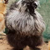 Grey Silkie cockerel