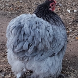 Pekin Bantam hens