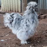 Silkie splash rooster