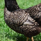 Silver Laced Barnevelder