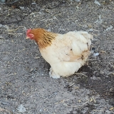 pretty lady