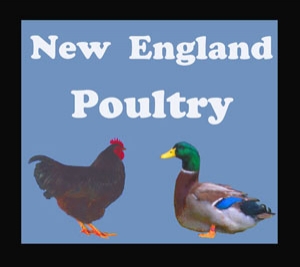 NewEnglandPoultry