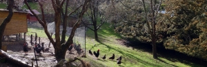 Down South Farm Barnevelders