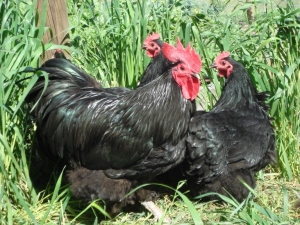 Australorps bred by Yummy Gardens Melbourne