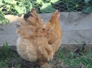 Cochins bred by Yummy Gardens Melbourne