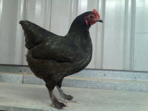 Lawton Park Poultry Stud