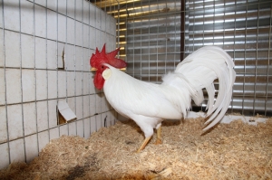 Lawton Park Poultry Stud