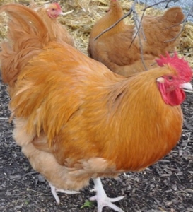 Country Chooks