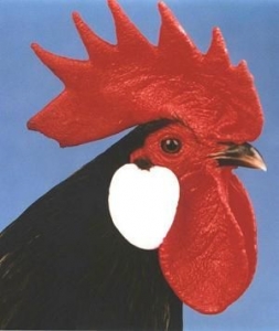 Mediterranean Poultry Club of Australia Inc