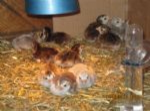 Guinea Fowl