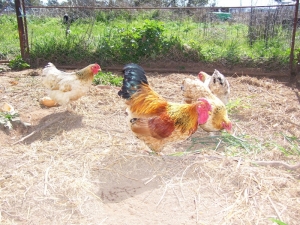 Chookmahal