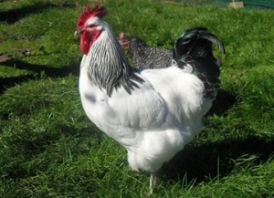 Clifton Downs Farm - Breeders of Heritage Chickens