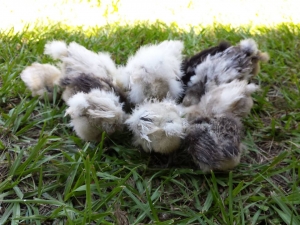 Porchside Poultry