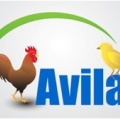 Avila Limited