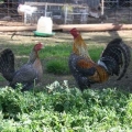 Lawton Park Poultry Stud