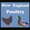 NewEnglandPoultry
