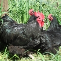 Australorps bred by Yummy Gardens Melbourne
