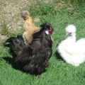 Silkies bred by Yummy Gardens Melbourne