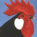 Mediterranean Poultry Club of Australia Inc