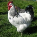 Clifton Downs Farm - Breeders of Heritage Chickens