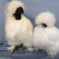 Fancy Feathers Silkies