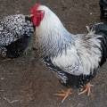 Silver laced Wayndottes