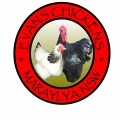 Evans Chickens