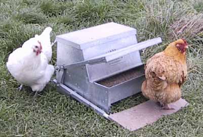 Bird Proof Chicken Feeder