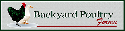 Backyard Poultry Forum