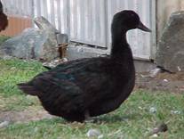 Big Cayuga yng duck 2