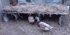 Sugarcane mulch covered Saxony shelter