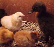 chicks and ducklings