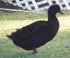 one wicked big Cayuga drake