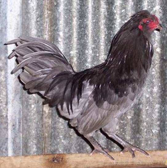 Backyard Poultry Information Centre Australia