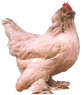 Belgian bantam.png