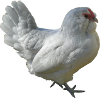 Chdalavquail simons.png