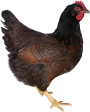 Geering Barnevelder Hen.png