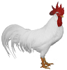 Leghorn.png