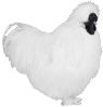 Silkie male.png