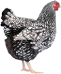 Silver laced wyandotte.png