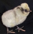 Araucana chick.jpg