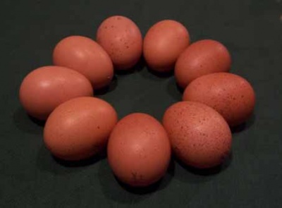 Barn eggs.jpg