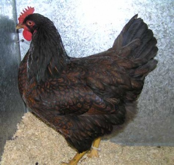 Barnevelder - Backyard Poultry Wiki